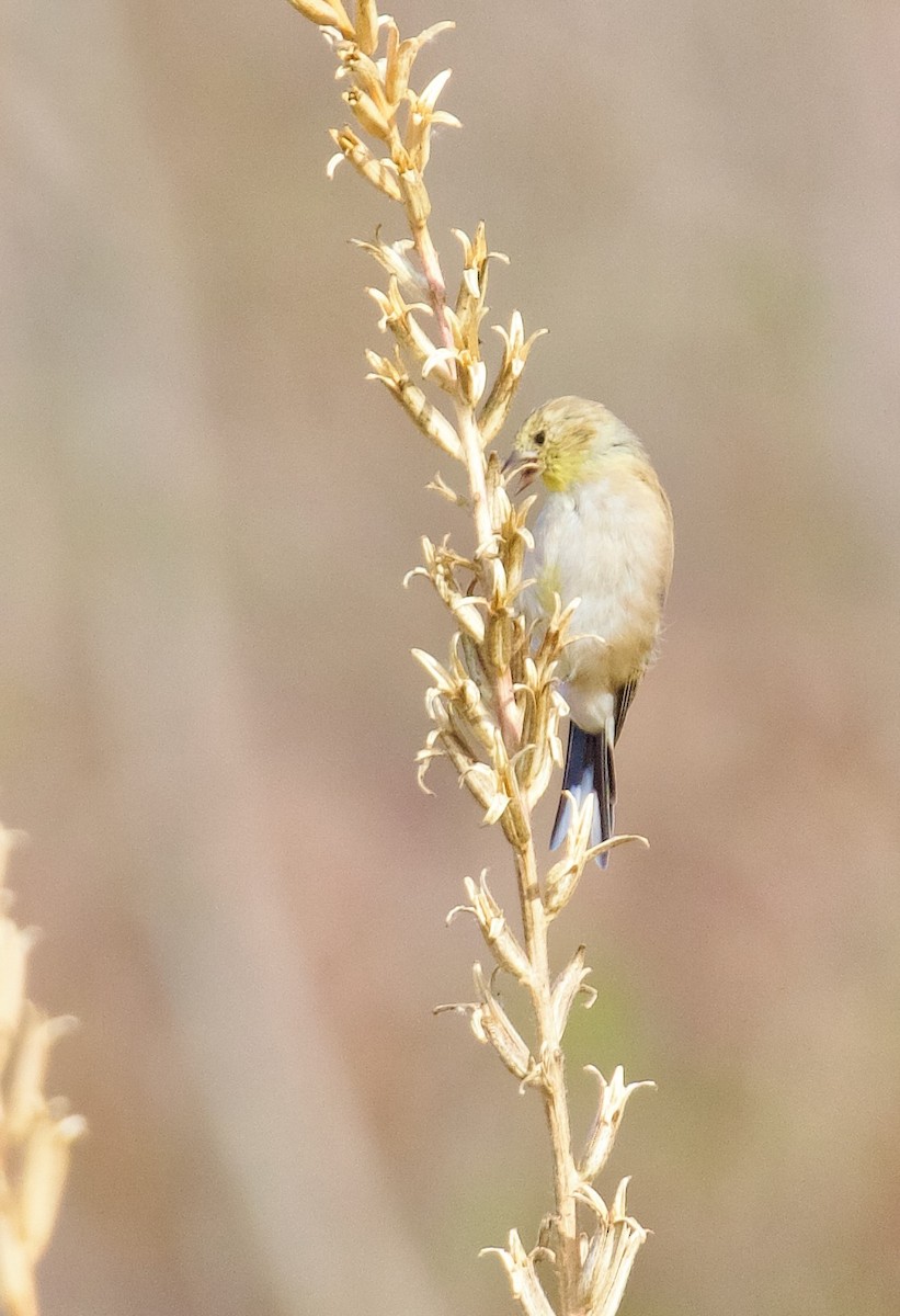American Goldfinch - ML644443141