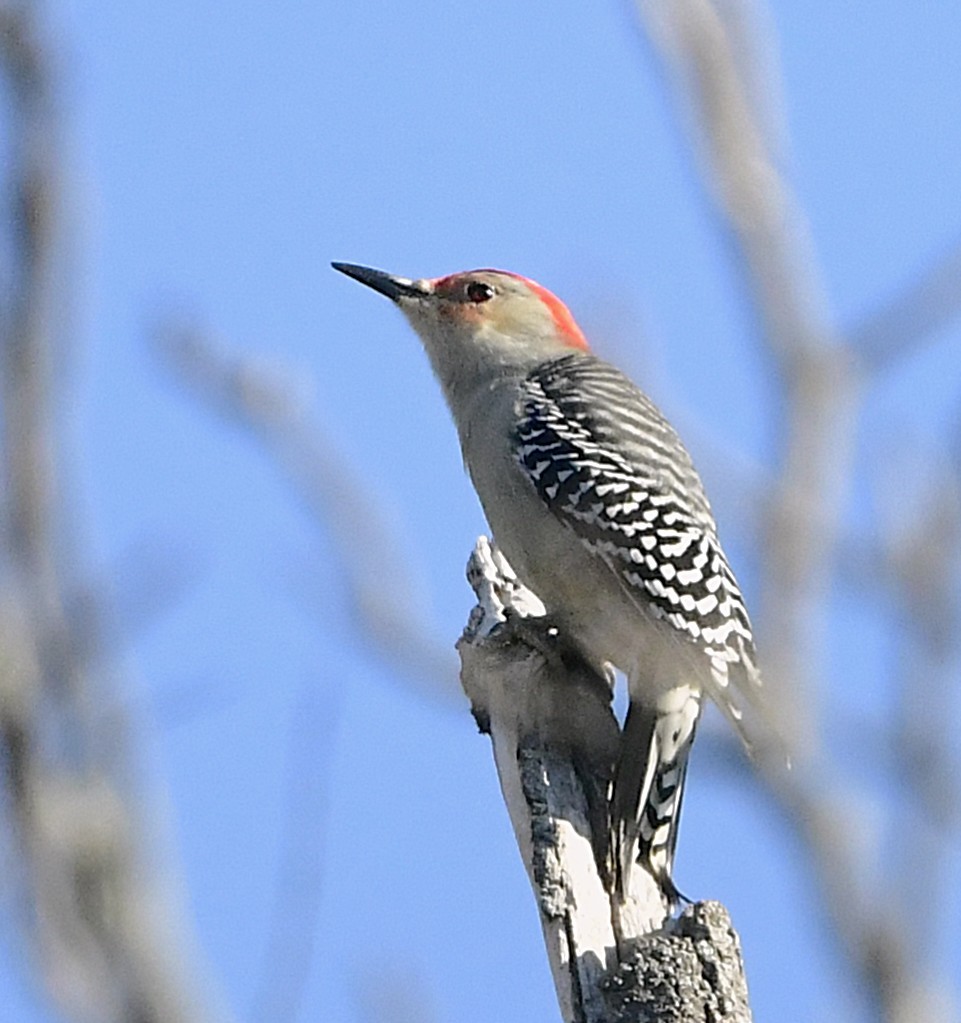 シマセゲラ - ML644443144