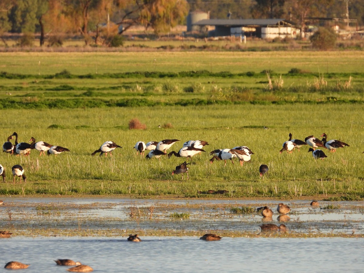 Magpie Goose - ML644443156