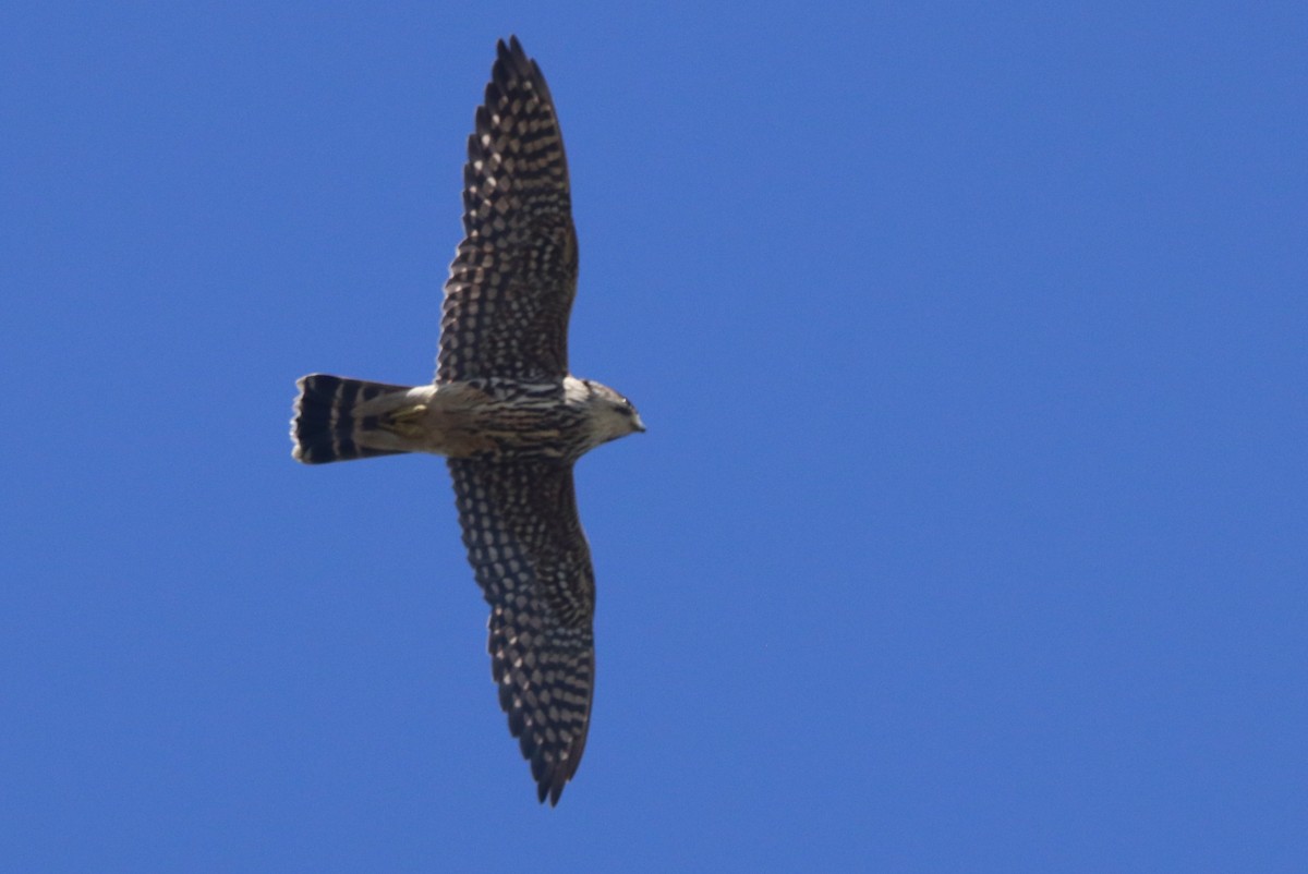 灰背隼 - ML644443160