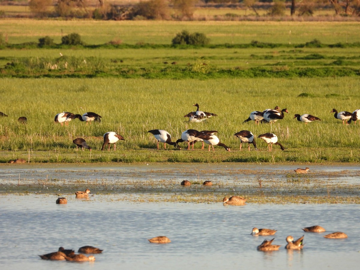 Magpie Goose - ML644443161