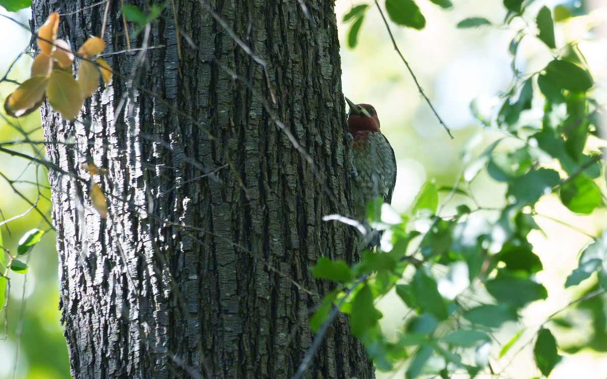 Red-breasted Sapsucker - ML644443162