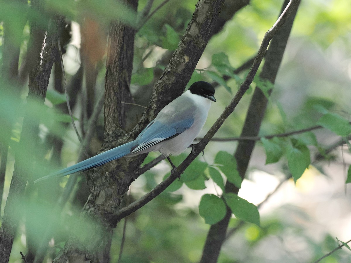 Azure-winged Magpie - ML644443163