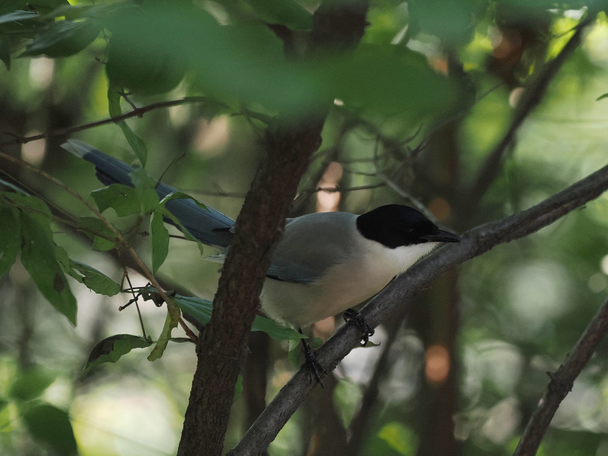 Azure-winged Magpie - ML644443164