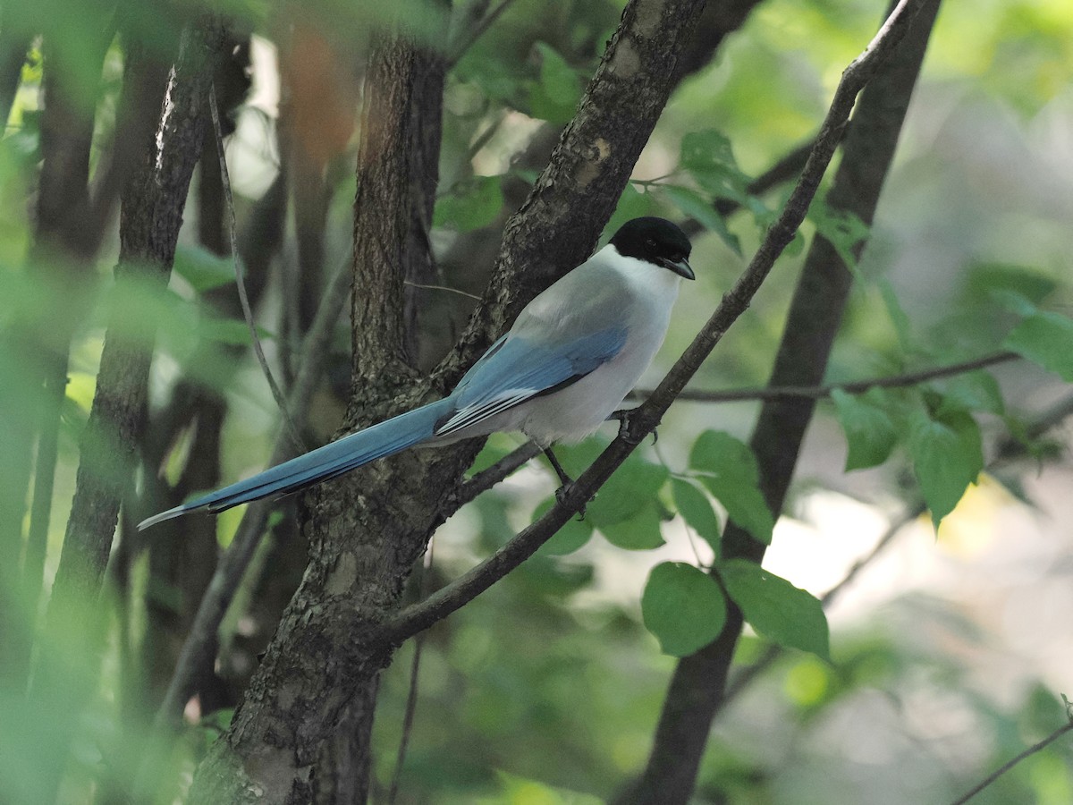 Azure-winged Magpie - ML644443165