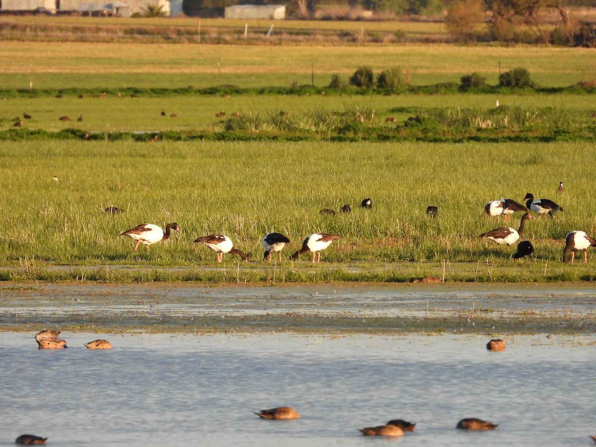 Magpie Goose - ML644443174