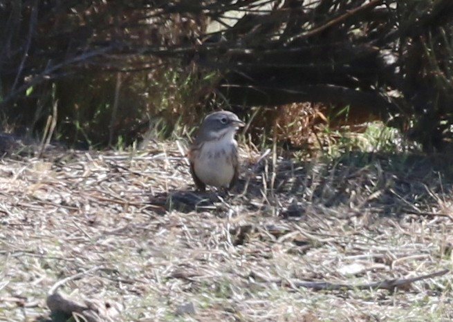 Bell's Sparrow - ML644443175
