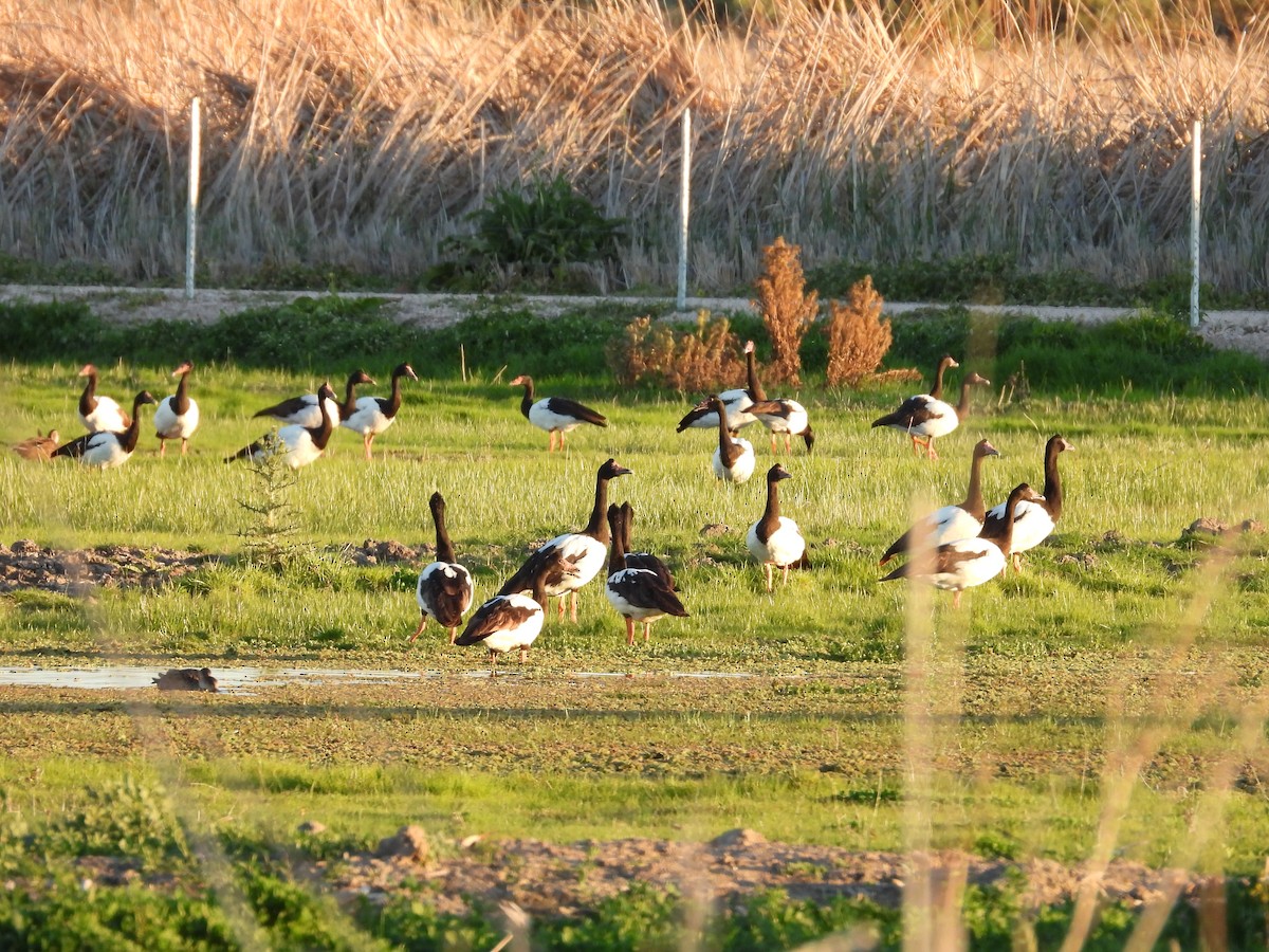 Magpie Goose - ML644443176