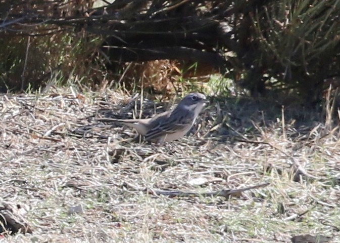 Bell's Sparrow - ML644443177