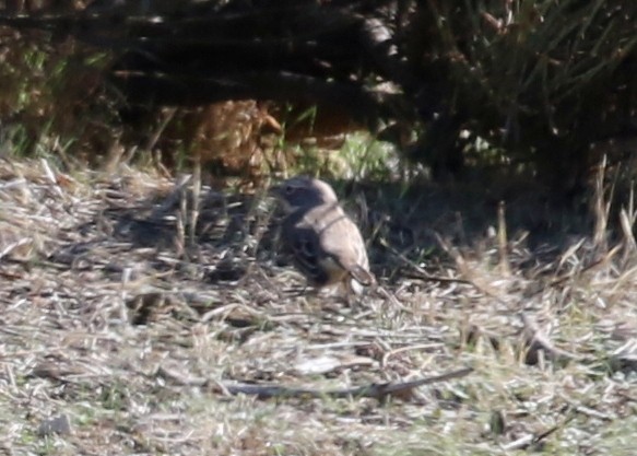 Bell's Sparrow - ML644443178