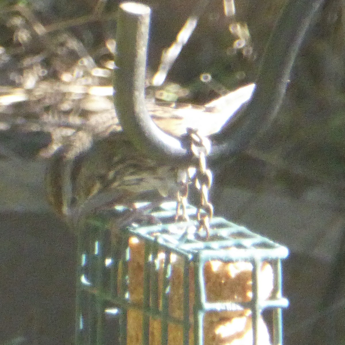 Song Sparrow - ML644443179