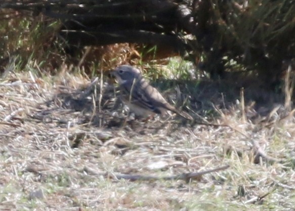 Bell's Sparrow - ML644443180