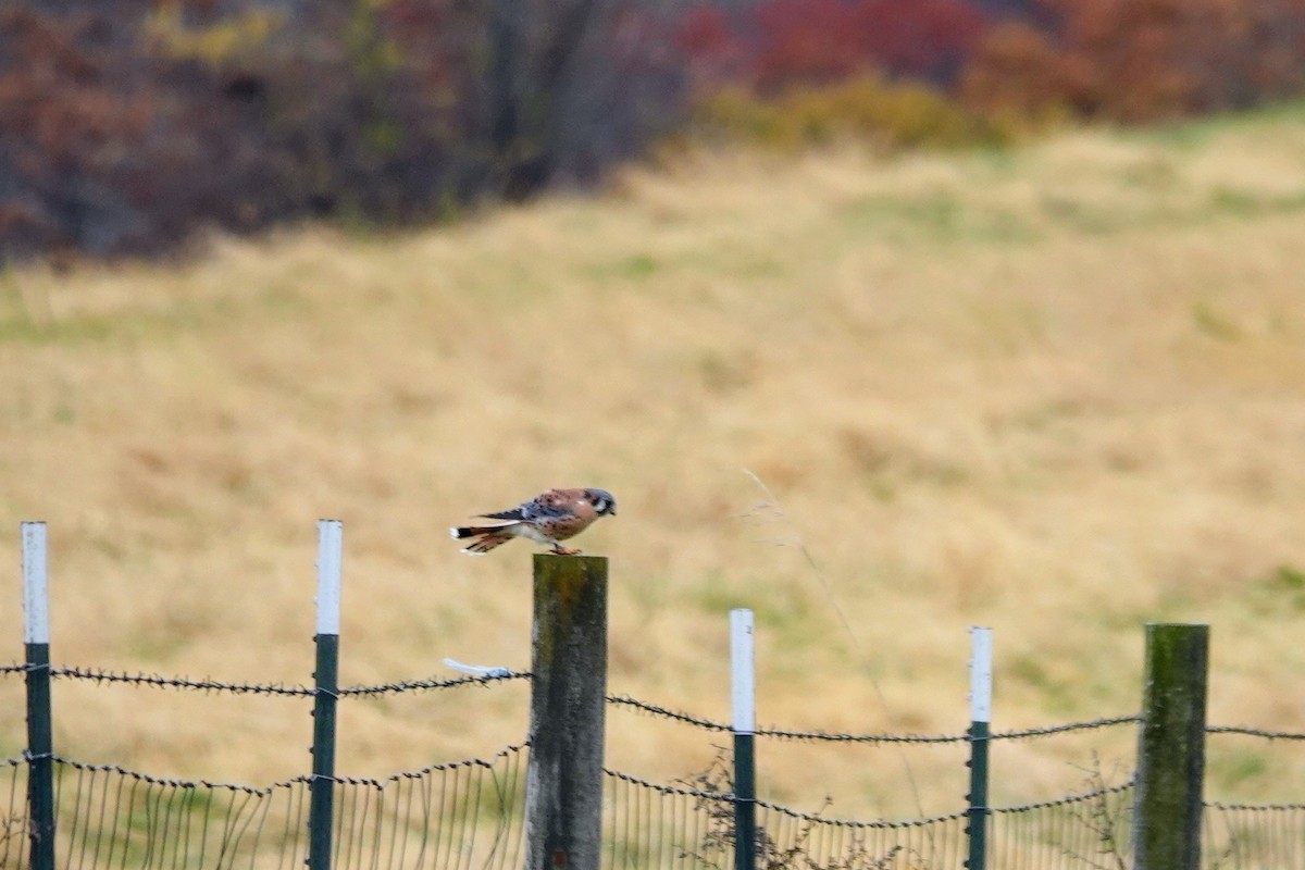 American Kestrel - ML644443182