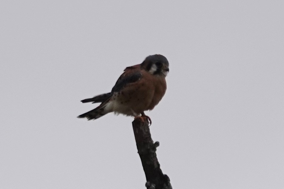 American Kestrel - ML644443183