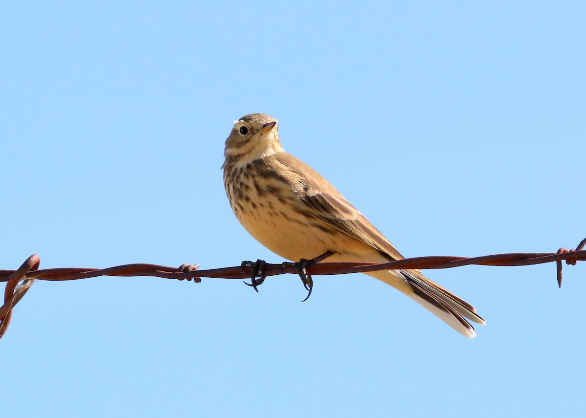 American Pipit - ML644443185