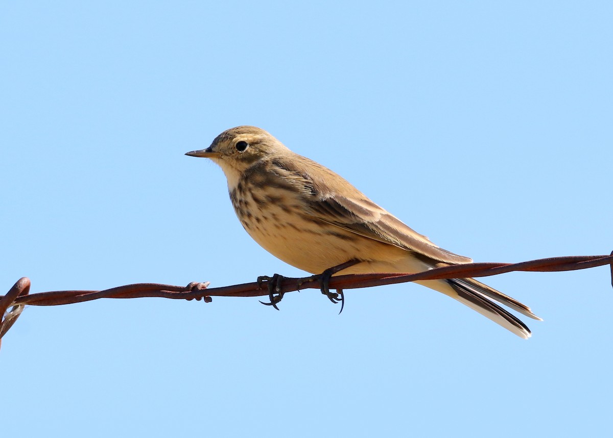 American Pipit - ML644443186