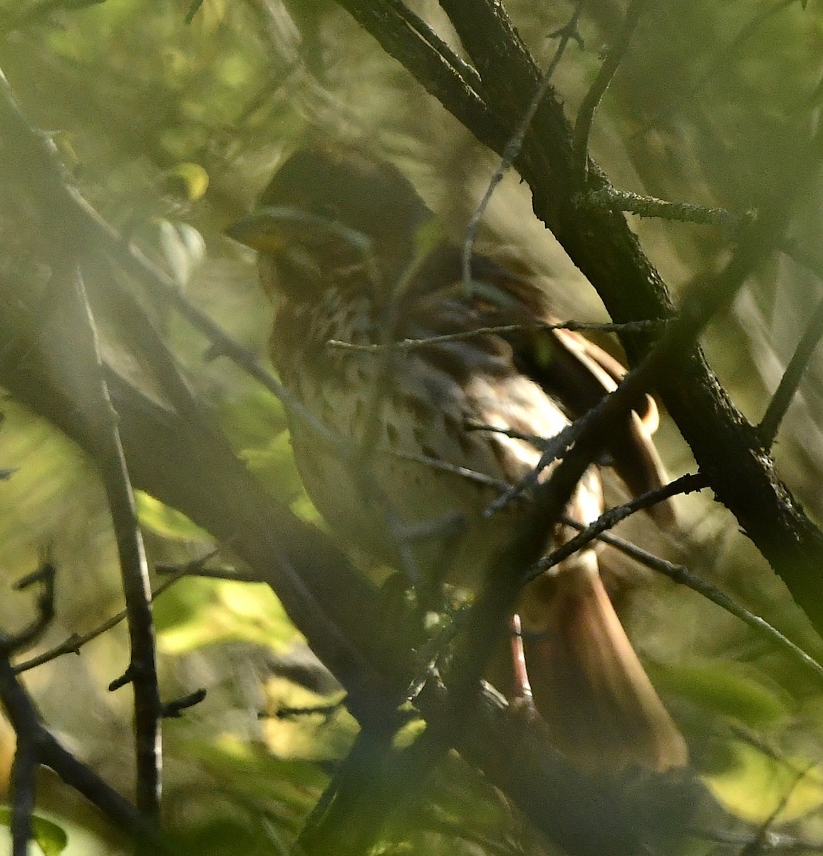 Fox Sparrow - ML644443187