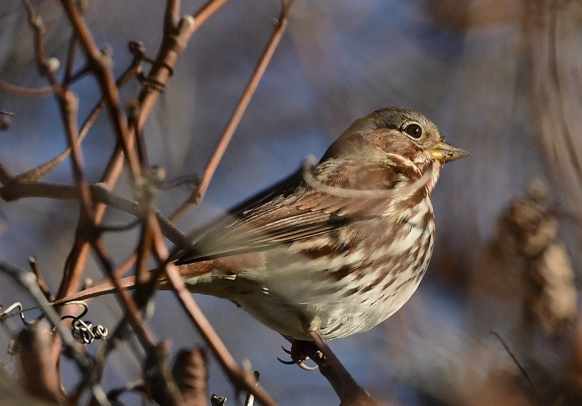 Fox Sparrow - ML644443189