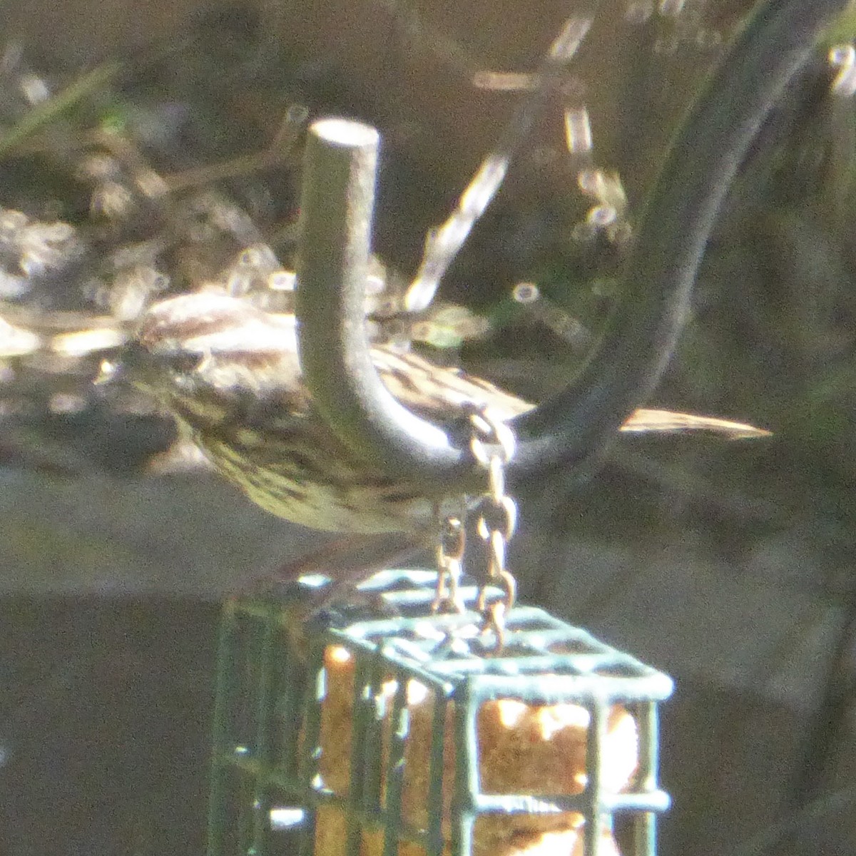 Song Sparrow - ML644443190