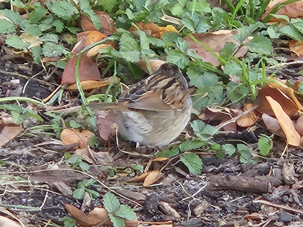 Swamp Sparrow - ML644443191