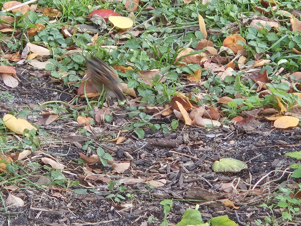 Swamp Sparrow - ML644443192