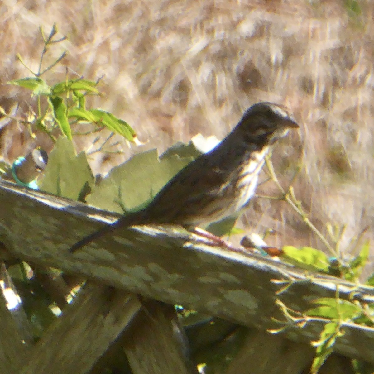 Song Sparrow - ML644443193
