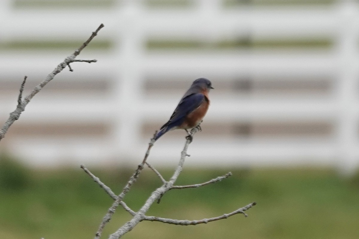 Eastern Bluebird - ML644443200