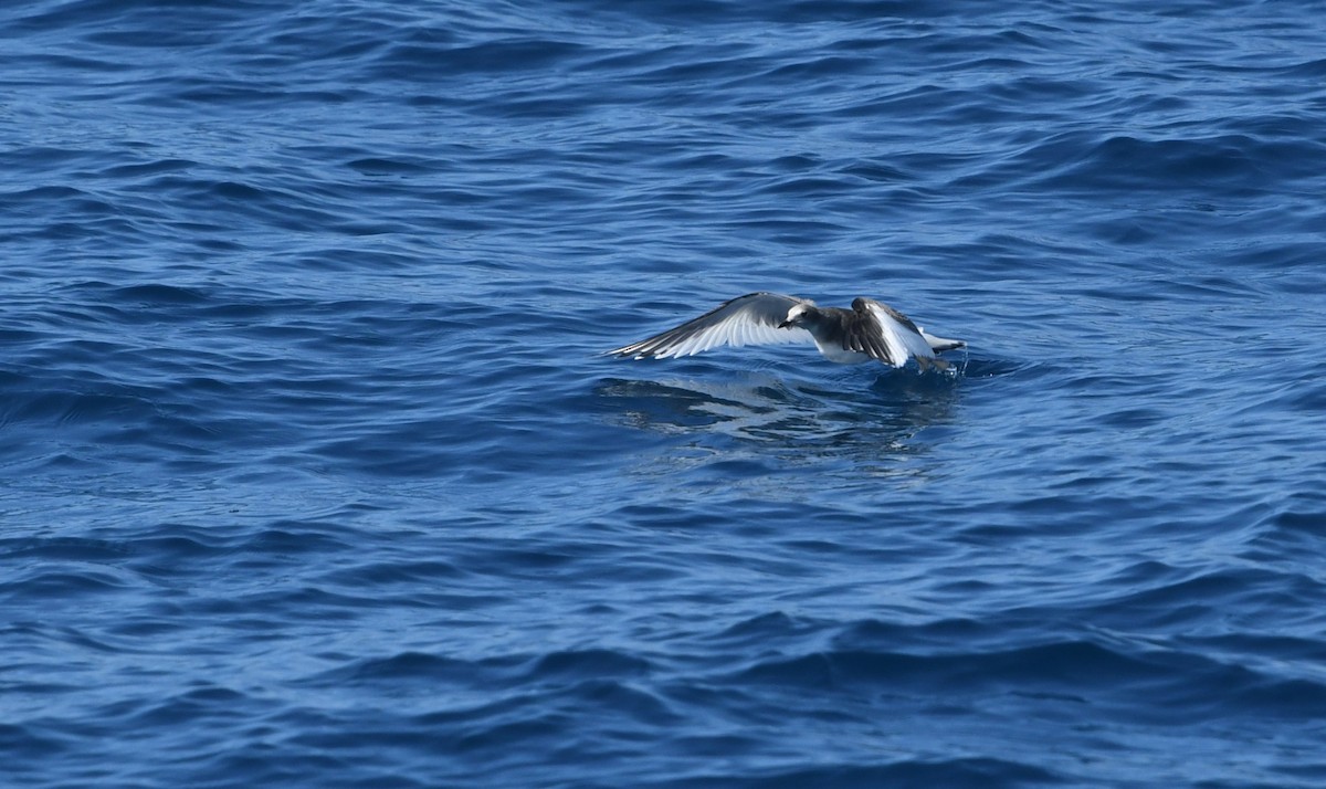 Schwalbenmöwe - ML644443205