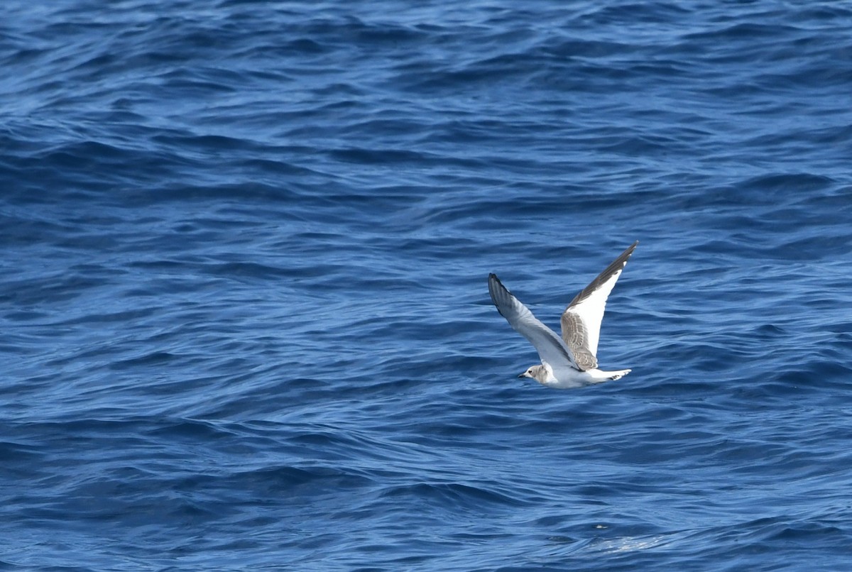 Schwalbenmöwe - ML644443206