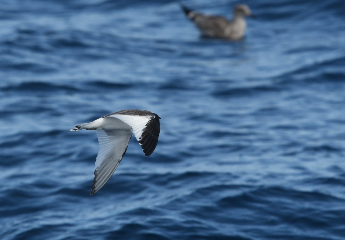 Schwalbenmöwe - ML644443207