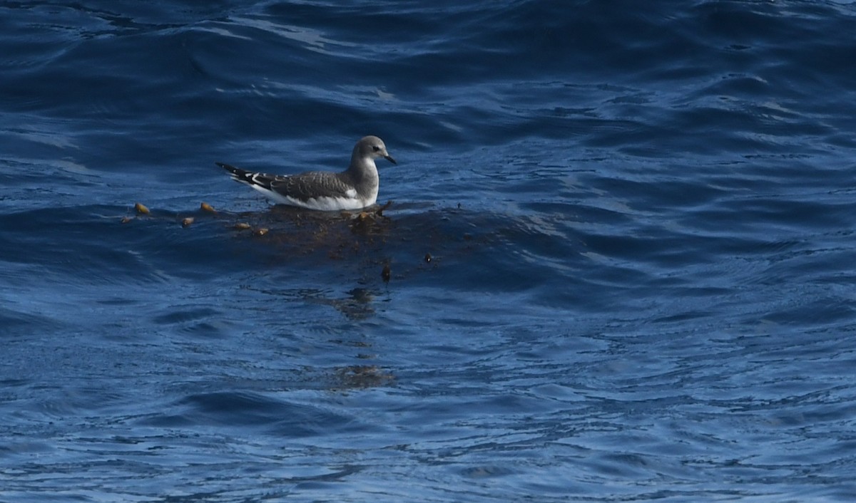 Schwalbenmöwe - ML644443208