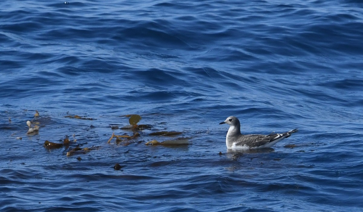 Schwalbenmöwe - ML644443209