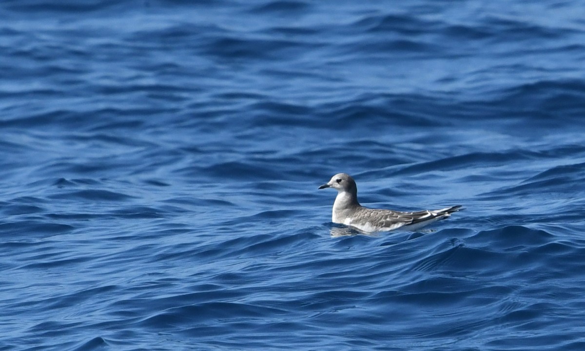 Schwalbenmöwe - ML644443210