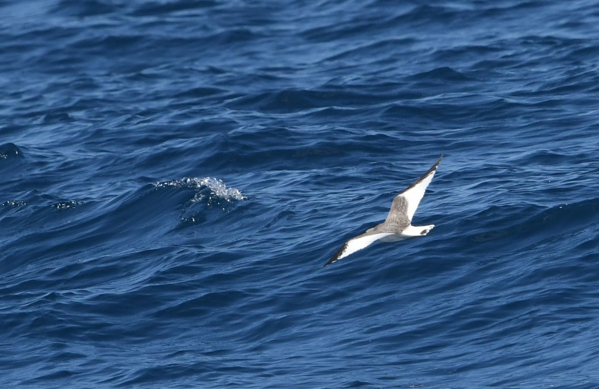 Schwalbenmöwe - ML644443211