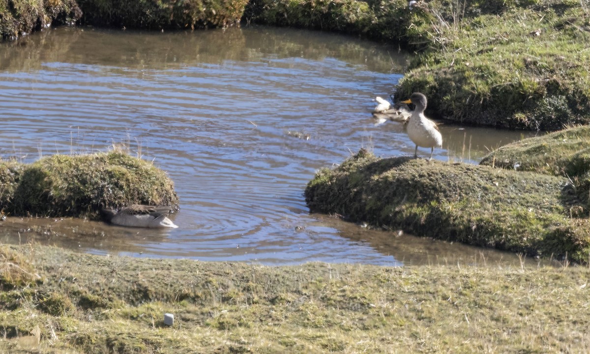 Sarcelle tachetée - ML644443212