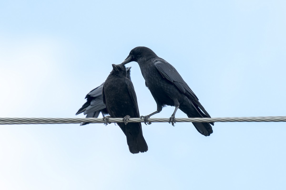 American Crow - ML644443224