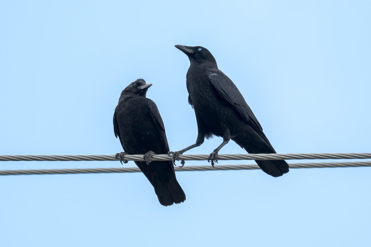 American Crow - ML644443225
