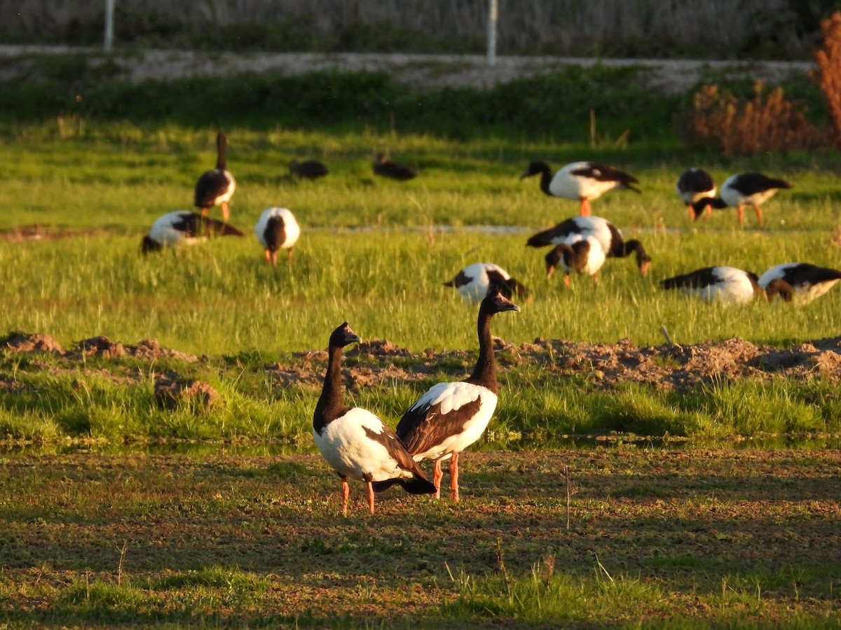 Magpie Goose - ML644443226