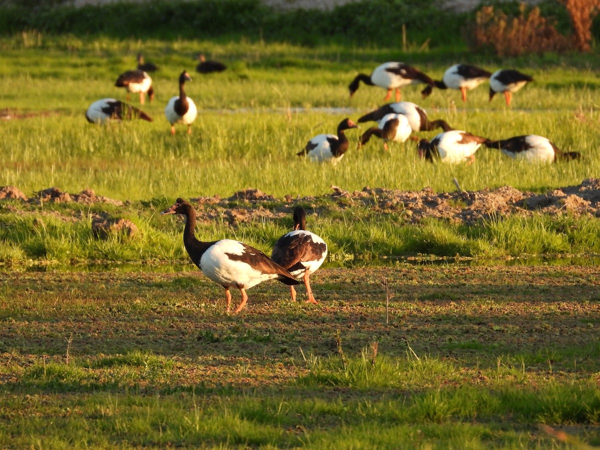 Magpie Goose - ML644443229