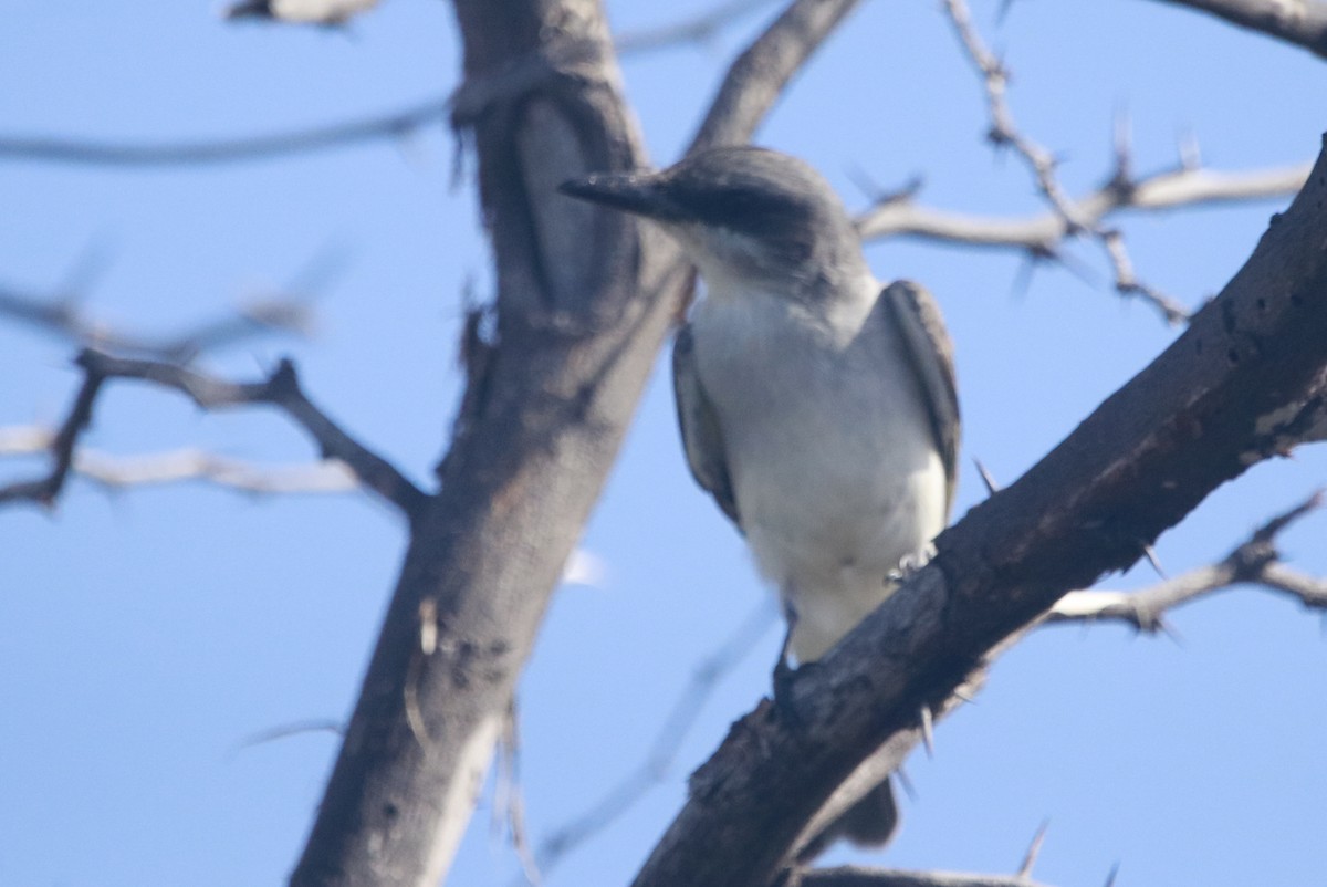 Gray Kingbird - ML644443232