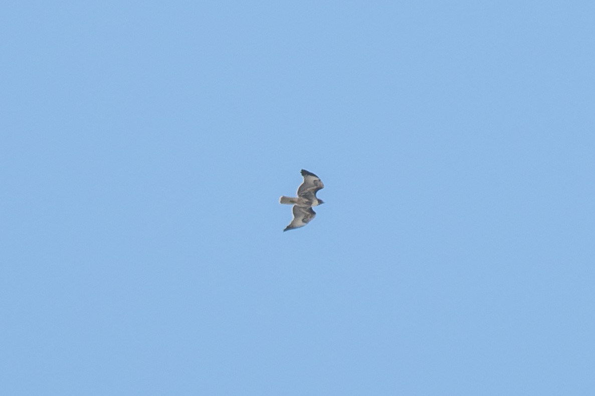 Red-tailed Hawk - ML644443235