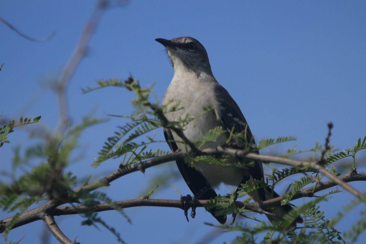 Northern Mockingbird - ML644443236