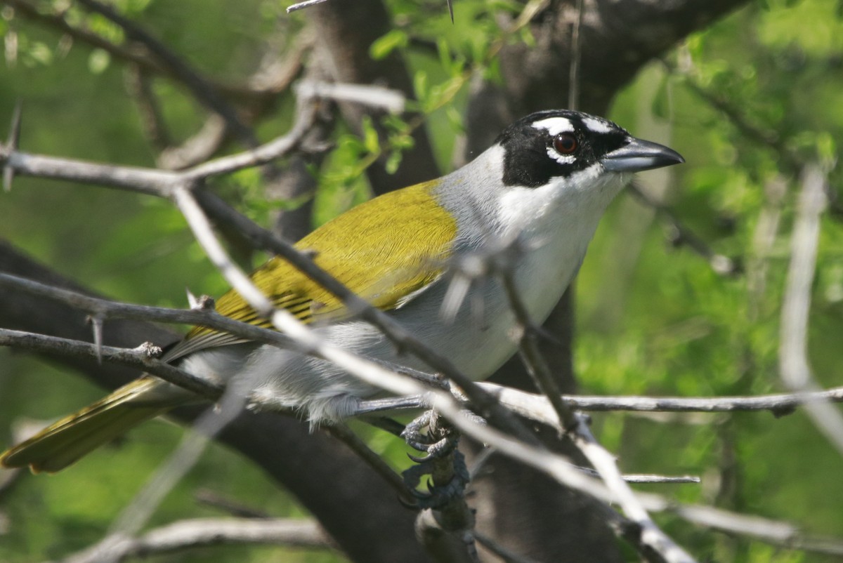 Black-crowned Palm-Tanager - ML644443240