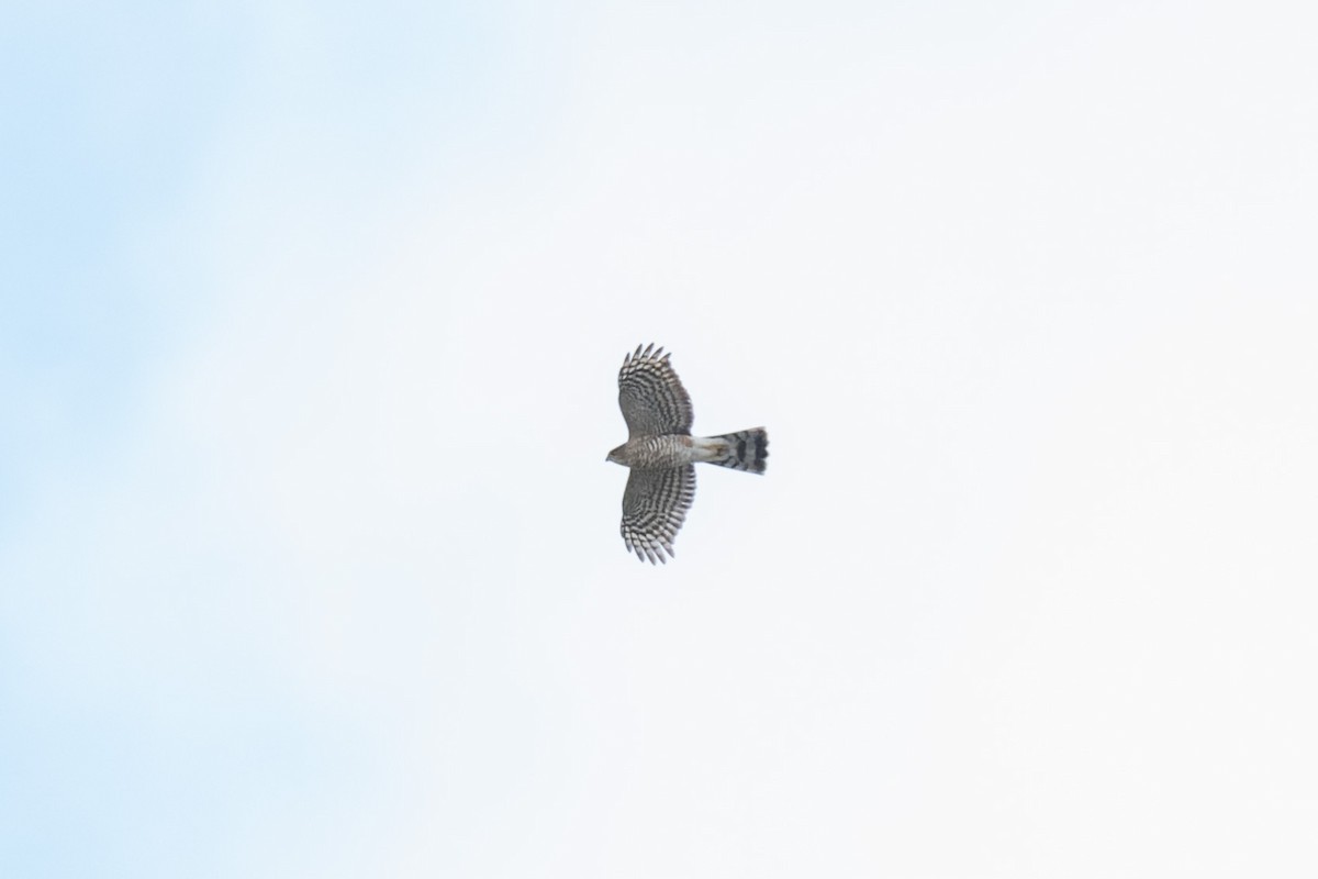 krahujec americký - ML644443241