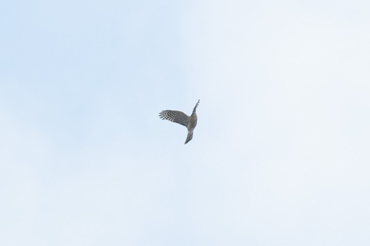 krahujec americký - ML644443242