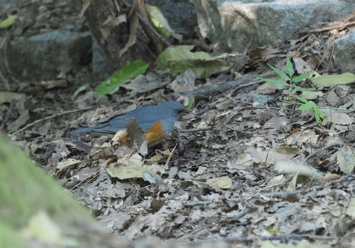 Amurdrossel - ML644443245