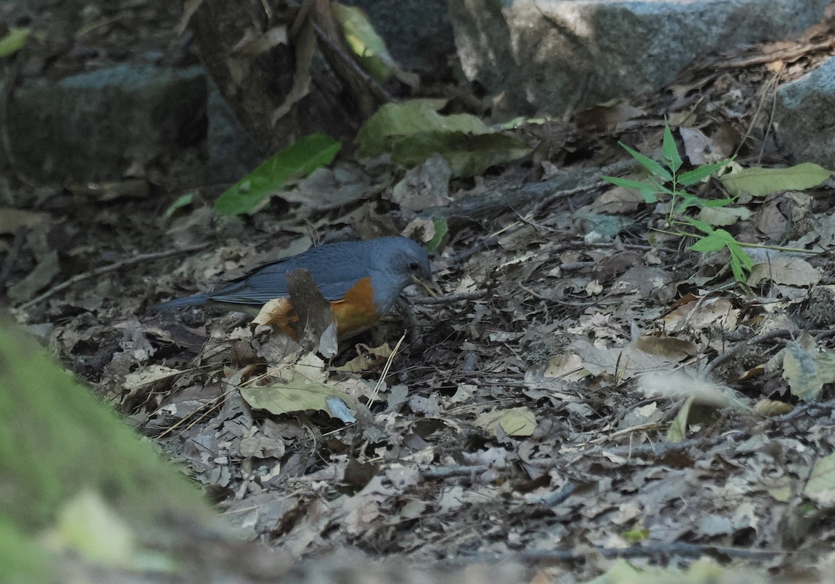 Amurdrossel - ML644443246