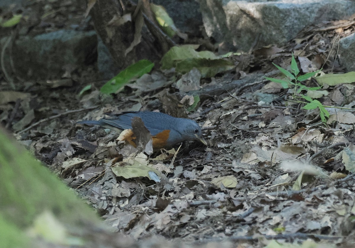 Amurdrossel - ML644443247