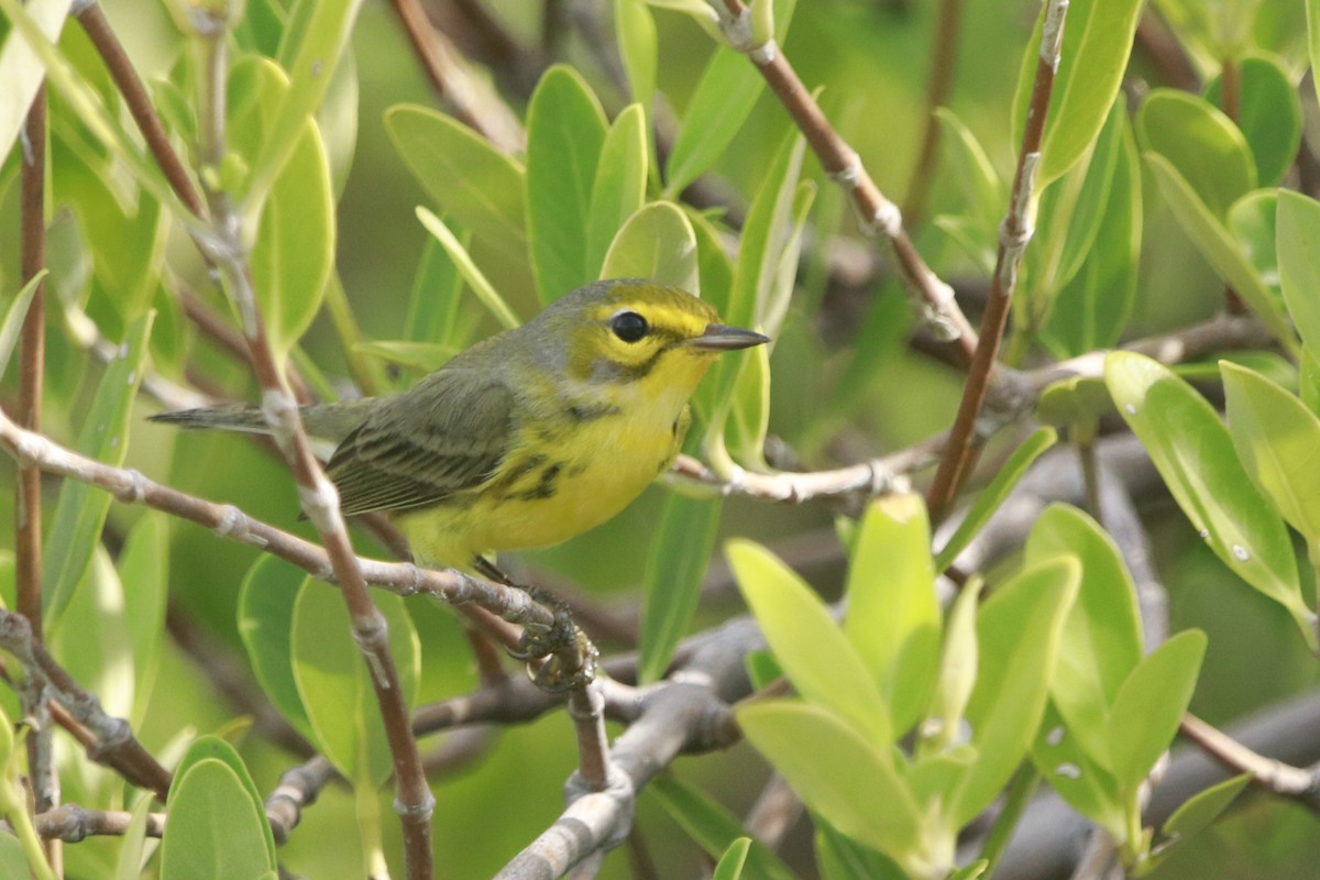 Paruline des prés - ML644443249