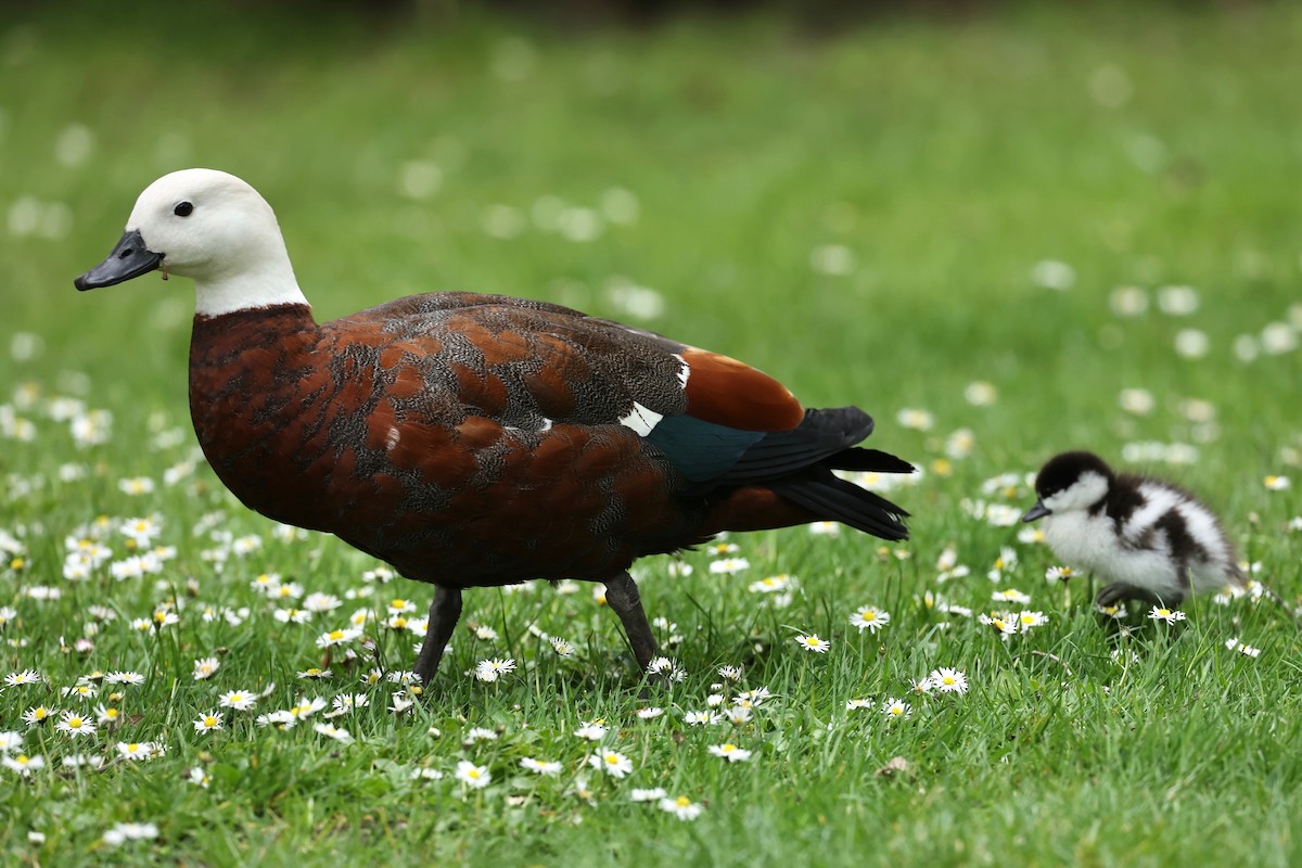 Paradiesgans - ML644443250